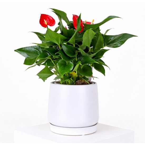 Anthurium In Ceramic Pot - Standard