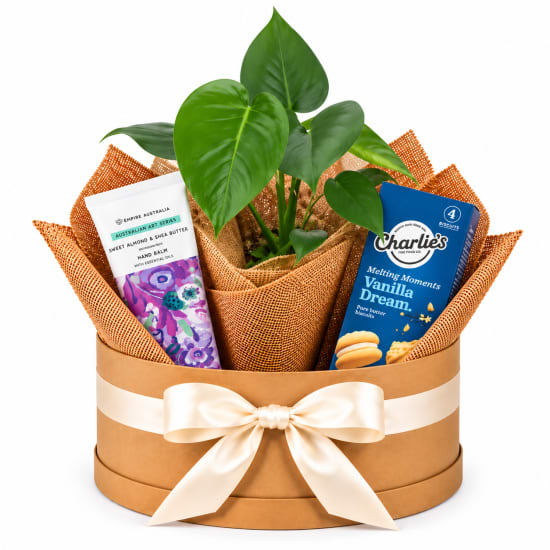 🌿🤍 Monstera & Vanilla Bliss Plant Hamper 🤍🌿 - Standard