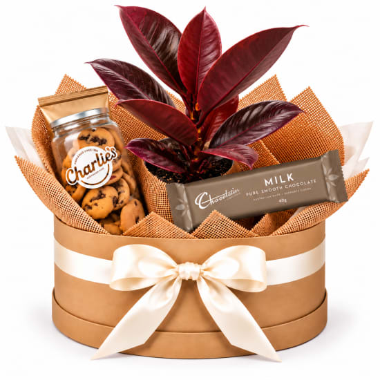 🍷🌿 Burgundy Rubber Plant & Sweet Treats Hamper 🍫🍪 - Standard