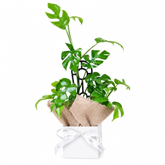 Gift Boxed Monstera Plant - Standard