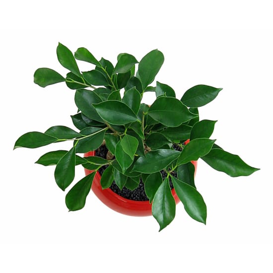 Ficus Bonsai with Red Pot - Standard