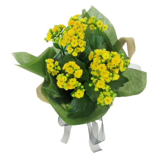 Yellow Captivating Kalanchoe  - Standard