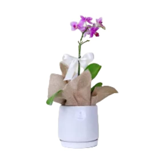 Dainty Pot Of Orchid Beauty - Standard
