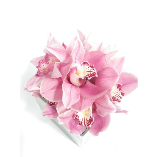 Cymbidium Orchid Vase - Standard
