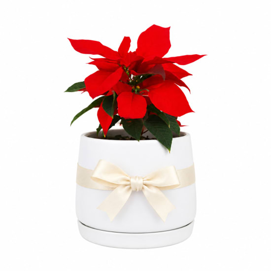 Poinsettia In Ceramic Pot - Standard