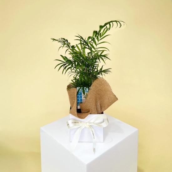 Parlour Palm Plant - Standard