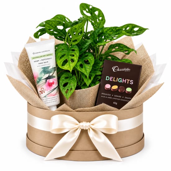 🌿🤍 Monstera Moments Plant Hamper 🤍🌿 - Standard