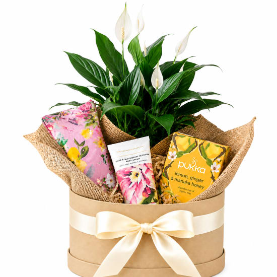 🌿🤍 Peaceful Moments Plant Hamper 🤍🌿 - Standard