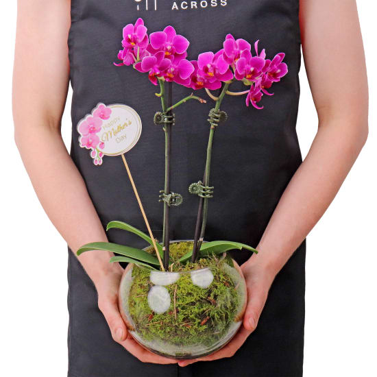 Mothers Day Orchid Fish Bowl With Pick - Standard