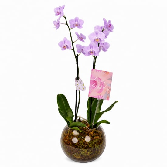 Birthday Orchid Plant In Glass Fish Bowl - Deluxe