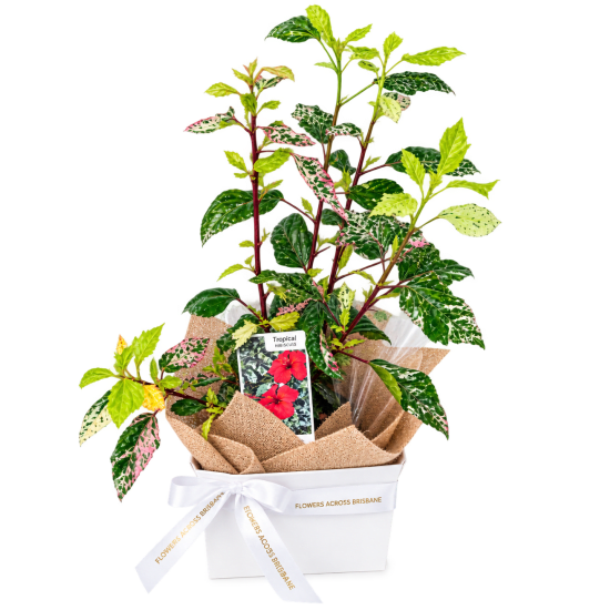 🌺🌿 Tropical Splash Hibiscus 🌿🌺 - Standard