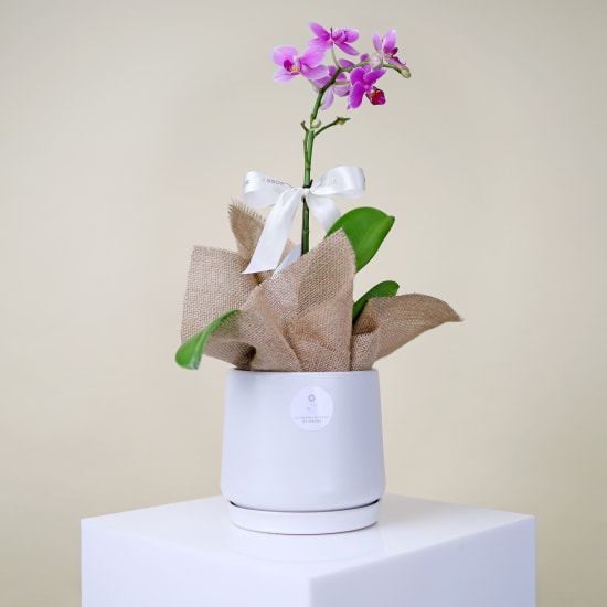 Dainty Pot Of Orchid Beauty - Standard