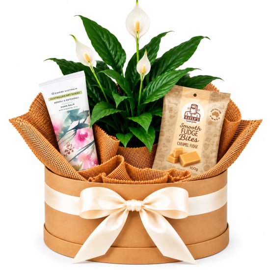 🤍🌿 Peaceful Indulgence Plant Hamper 🌿🤍 - Standard