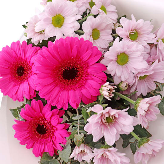 Pink Pop Posy - Standard