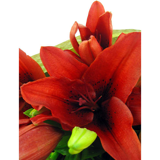 Red Lily Bunch - Deluxe