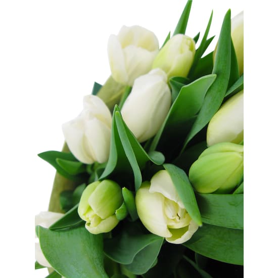 White Tulip Bunch - Deluxe