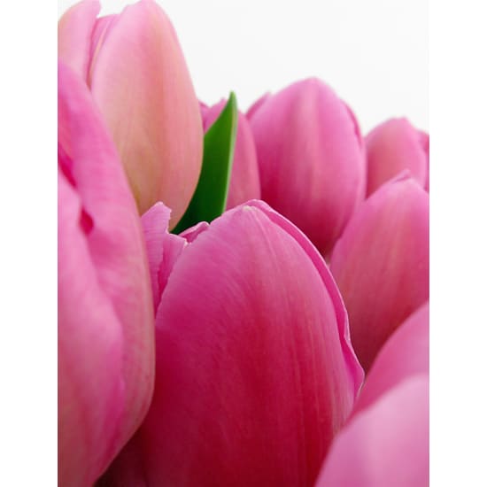 Tulip Vase - Standard