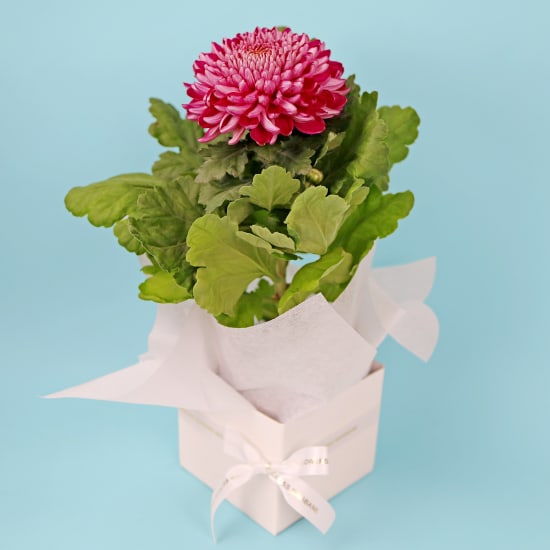 Graceful Petals Box - Standard