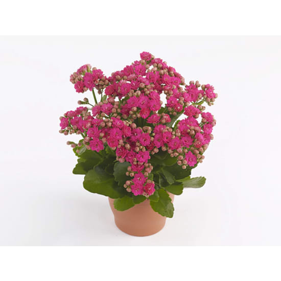 Hot Pink Kalanchoe Plant  - Standard