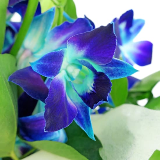 Blue Making Magic Posy Box - Standard