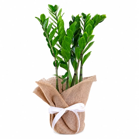 Zanzibar Gem Plant - Standard