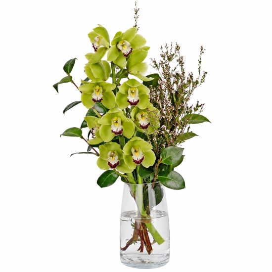 Cymbidium Paradise Vase - Standard
