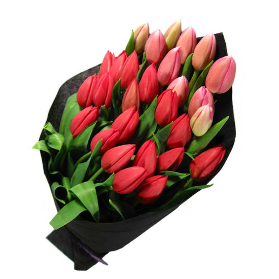 Red Tulip Bunch - Premium