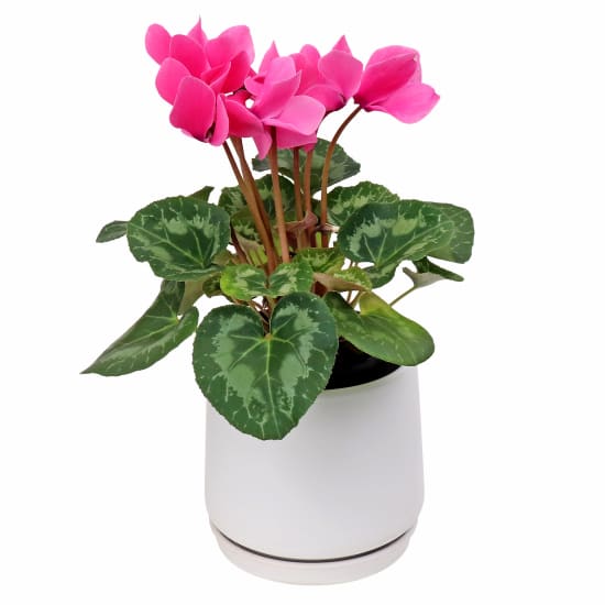 Majestic Cyclamen - Standard