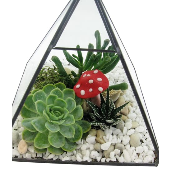 Hanging Garden Terrarium - Standard