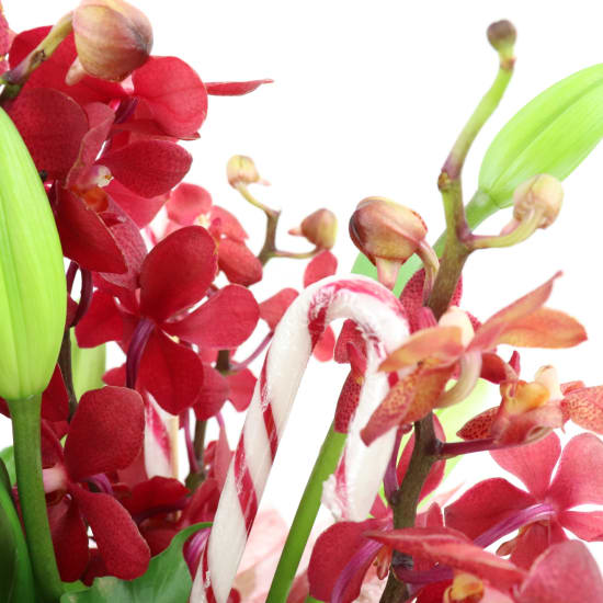 Making Xmas Magic Red & White - Standard