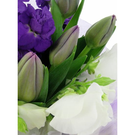 Little Marvel - Standard