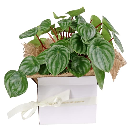 Peperomia Melon Peru Plant - Standard