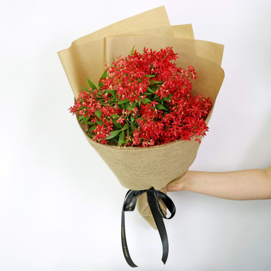 Christmas Bush - Standard