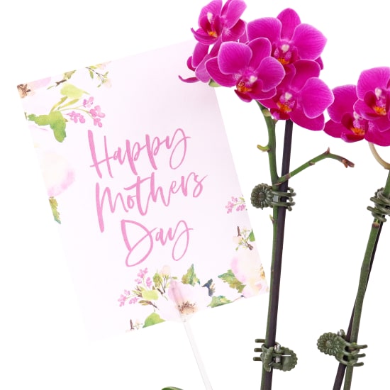 Happy Mothers Day Orchid Fishbowl - Standard