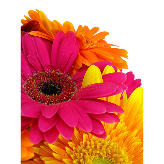 Bright Delight - Standard