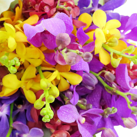 Orchids - Premium