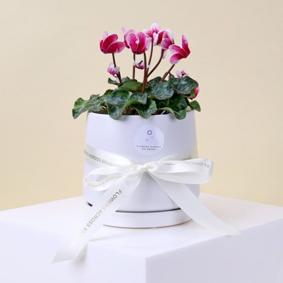 Pink Petal Delight - Standard