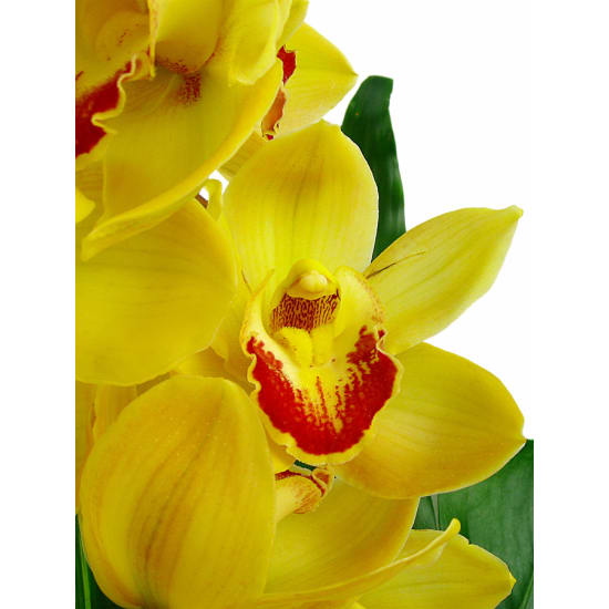 Mixed Orchid Vase - Standard