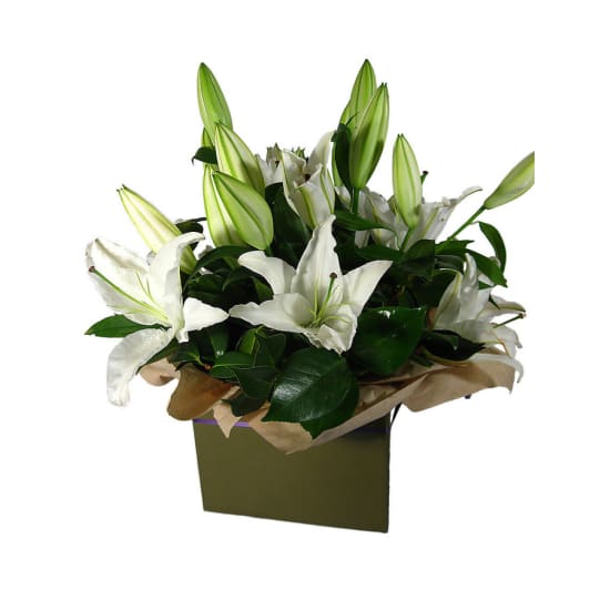 Pure Elegance White Lily Flower Box - Standard