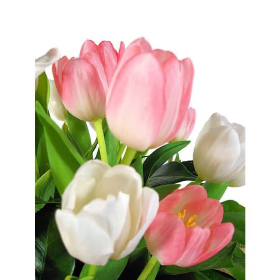 Divine Tulips Flower Box - Standard