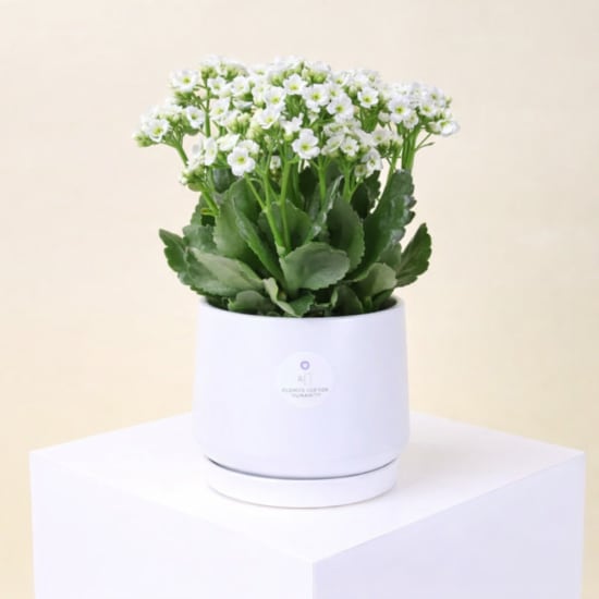 Ceramic Kalanchoe Delight - Standard