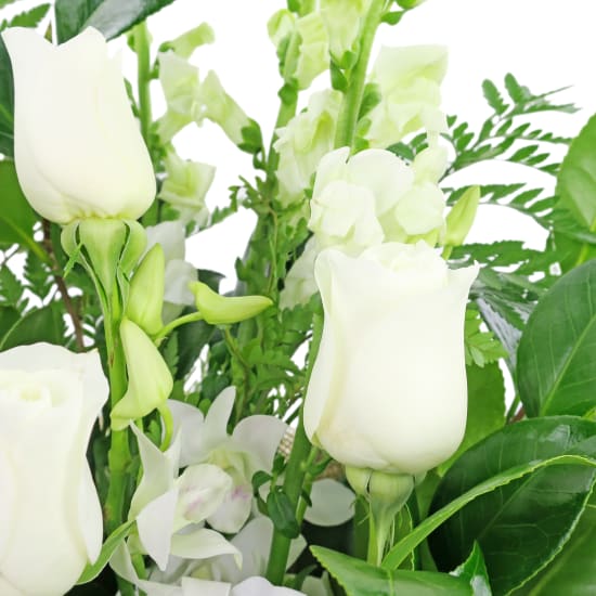 Purr Fection - Standard