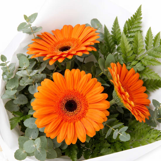 Gerbera Gems Posy - Standard (view 4 of 4)