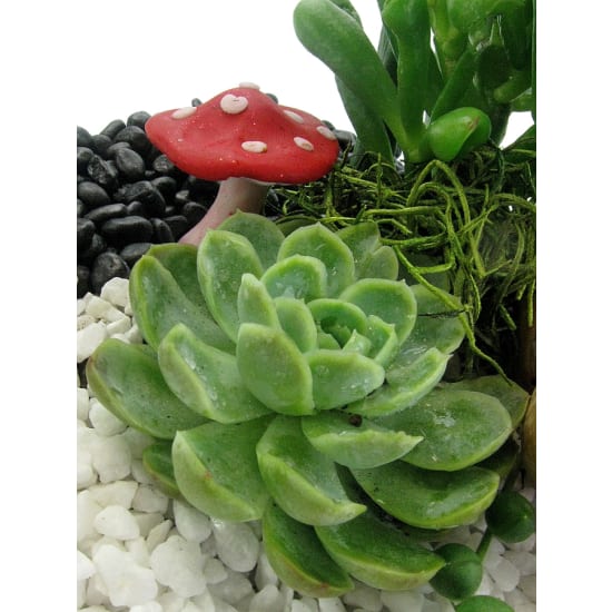 Sweet Sanctuary Terrarium - Standard