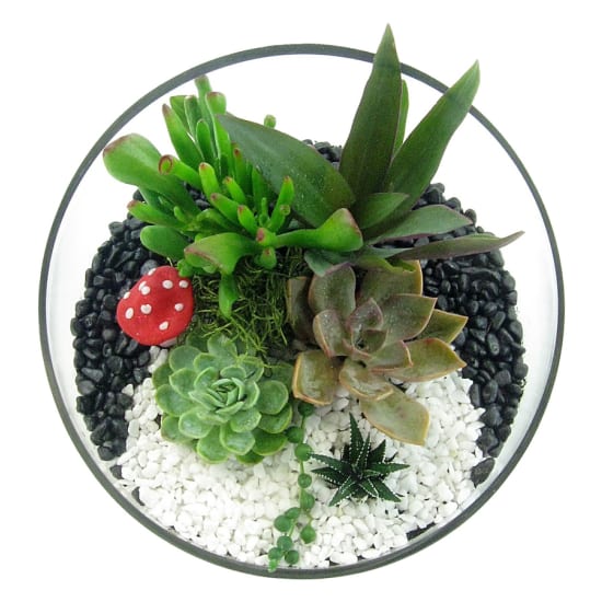 Sweet Sanctuary Terrarium - Standard