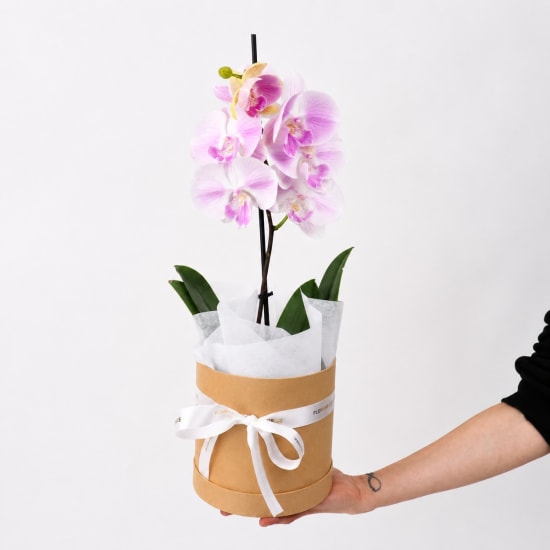 Graceful Orchid Plant - Standard