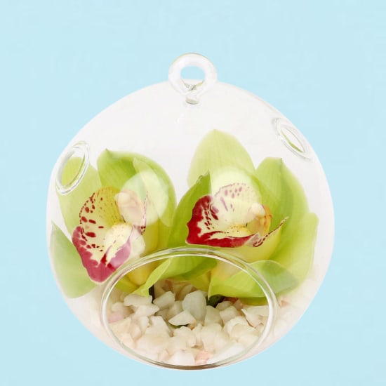 Green Orchid Orb - Deluxe
