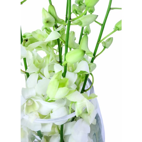 White Elegant Orchid Vase Arrangement - Standard