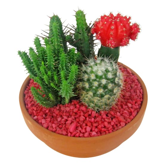 Cacti Garden - Standard