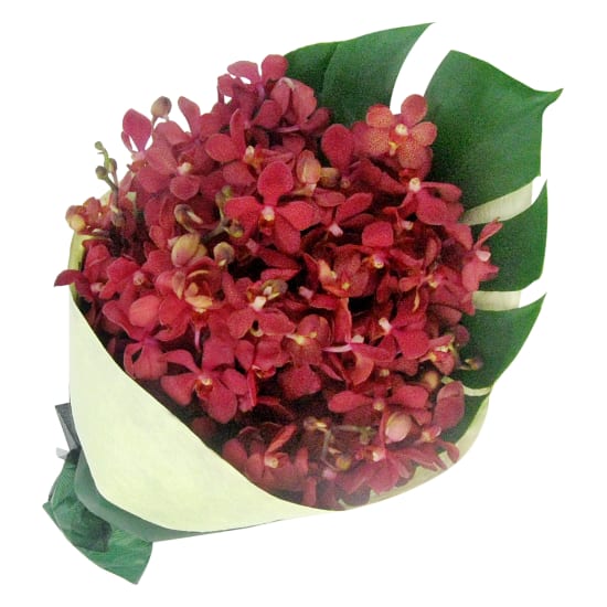 Orchid Bunch - Deluxe